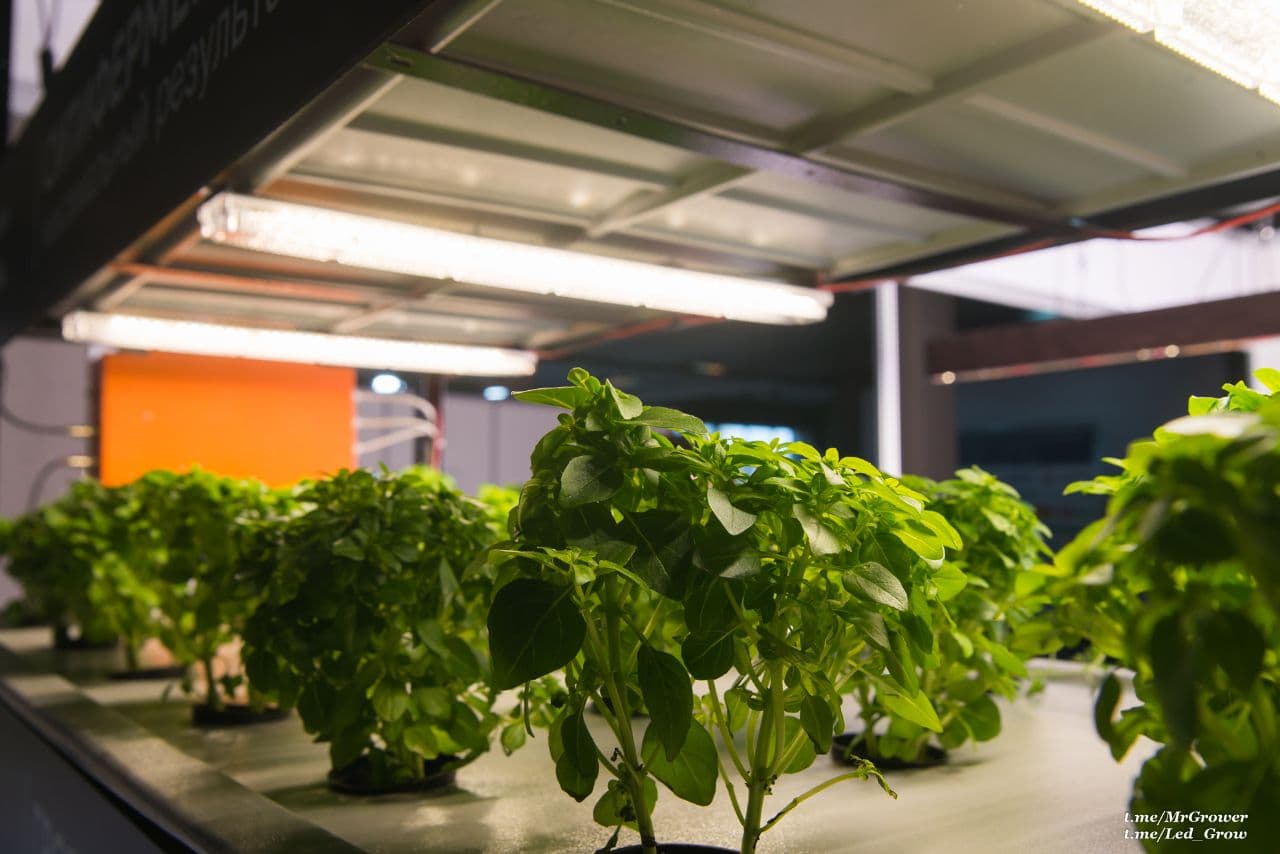 Светодиодная фитолампа Sun2, Спектр света и растения, Samsung, lm301b, Osram 660nm, Гроубокс, гидропоника, cветильник для растений, Полный спектр, купить quantum board